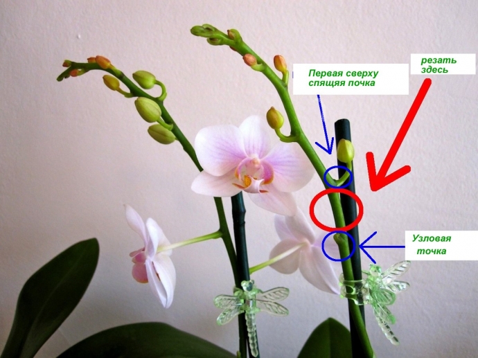 Как правильно обрезать орхидею после цветения.