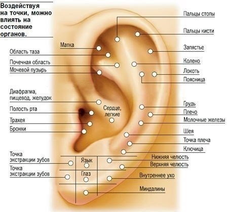 Массаж ушей и его польза.