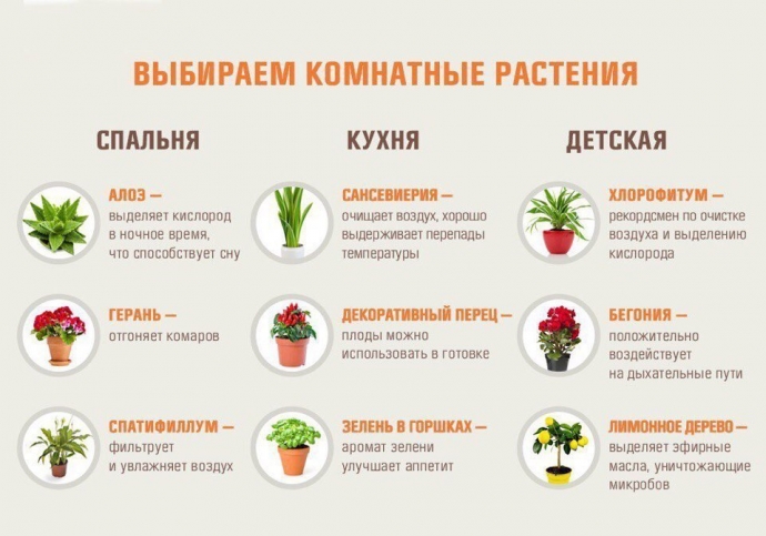 Выбираем комнатные растения