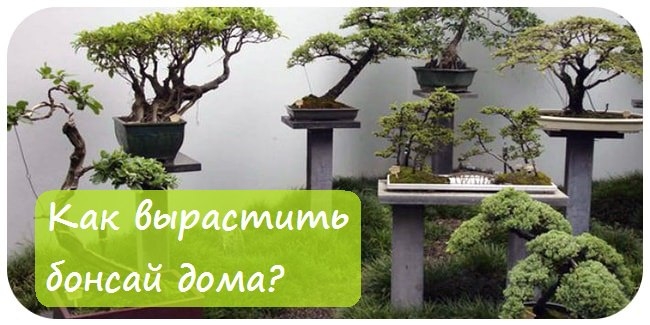 Как вырастить бонсай дома?