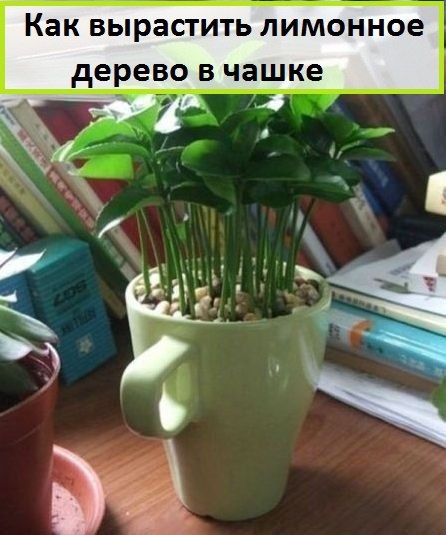 Как вырастить лимонное дерево в чашке.