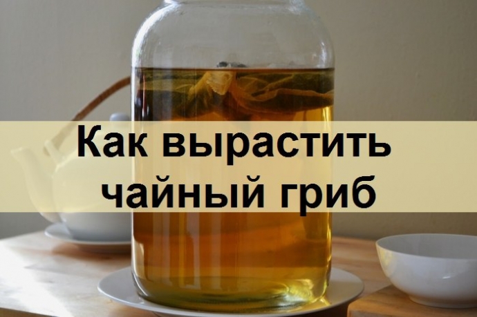 Как вырастить чайный гриб самостоятельно?