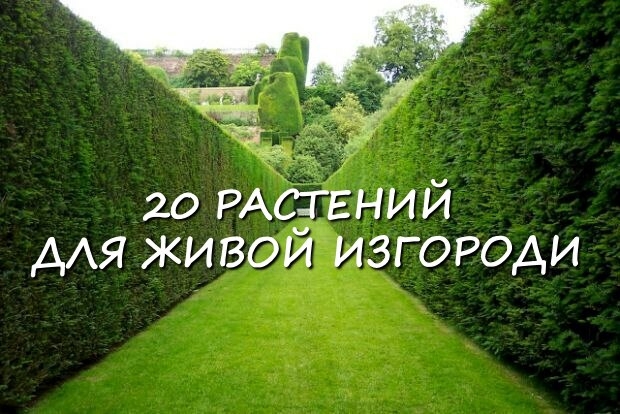 20 растений, из которых лучше всего делать живые изгороди.