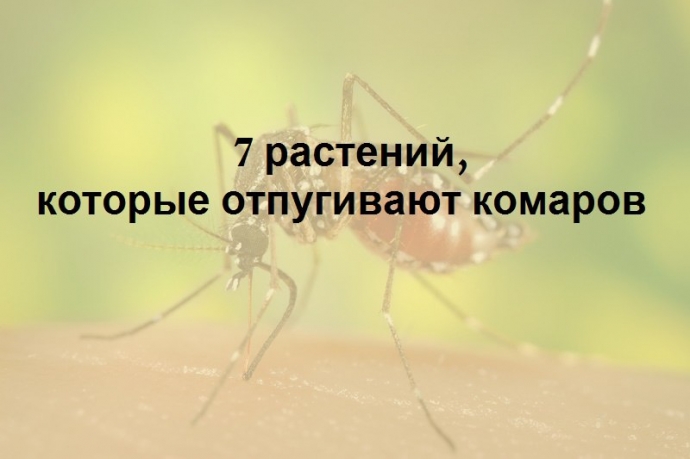 7 растений, которые отгоняют комаров на ура. 7 растений, которые отгоняют комаров на ура.