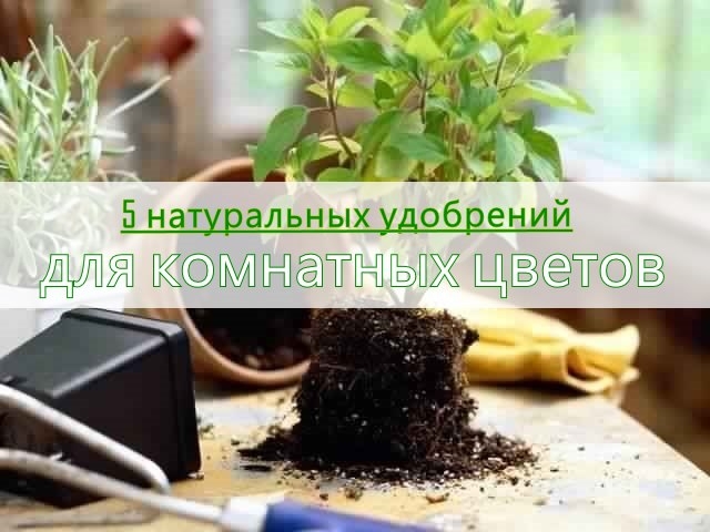 5 натуральных удобрений для домашних цветов.