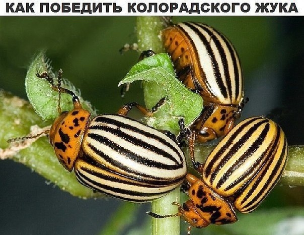 Как победить колорадского жука Как победить колорадского жука