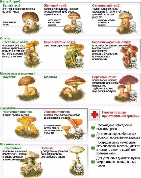 Немного о грибах на заметку