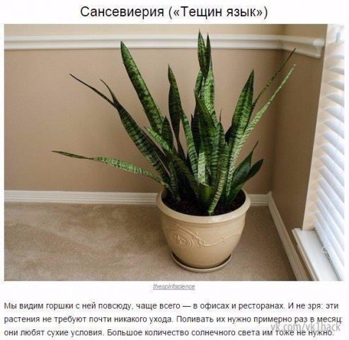 9 комнатных растений, которые отлично чистят воздух 9 комнатных растений, которые отлично чистят воздух