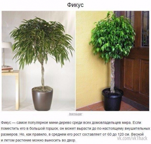 9 комнатных растений, которые отлично чистят воздух 9 комнатных растений, которые отлично чистят воздух