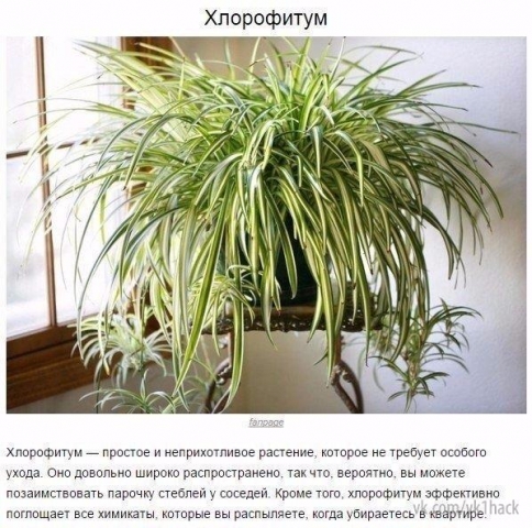 9 комнатных растений, которые отлично чистят воздух