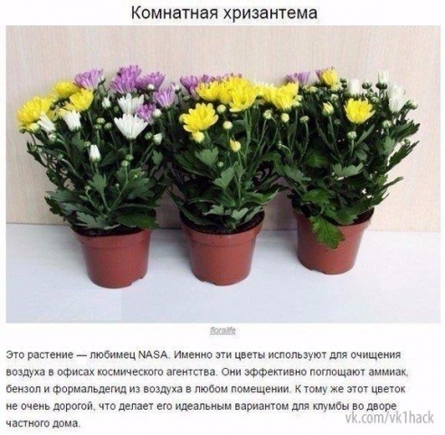 9 комнатных растений, которые отлично чистят воздух 9 комнатных растений, которые отлично чистят воздух